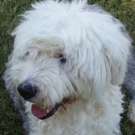 /images/dogs/51/Bentley 002-crop.jpg